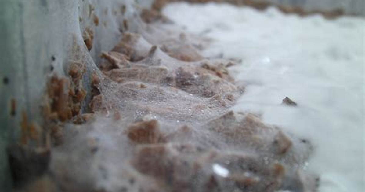 Cobweb Mold