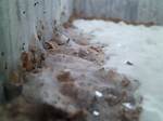 Cobweb Mold