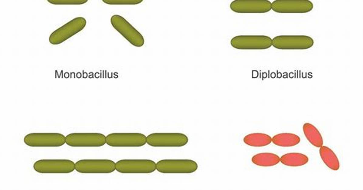 Coccobacillus