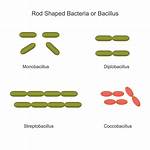 Coccobacillus