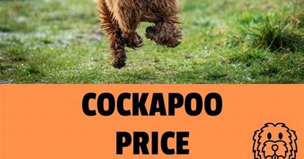 Cockapoo Price