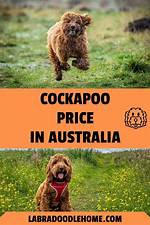 Cockapoo Price