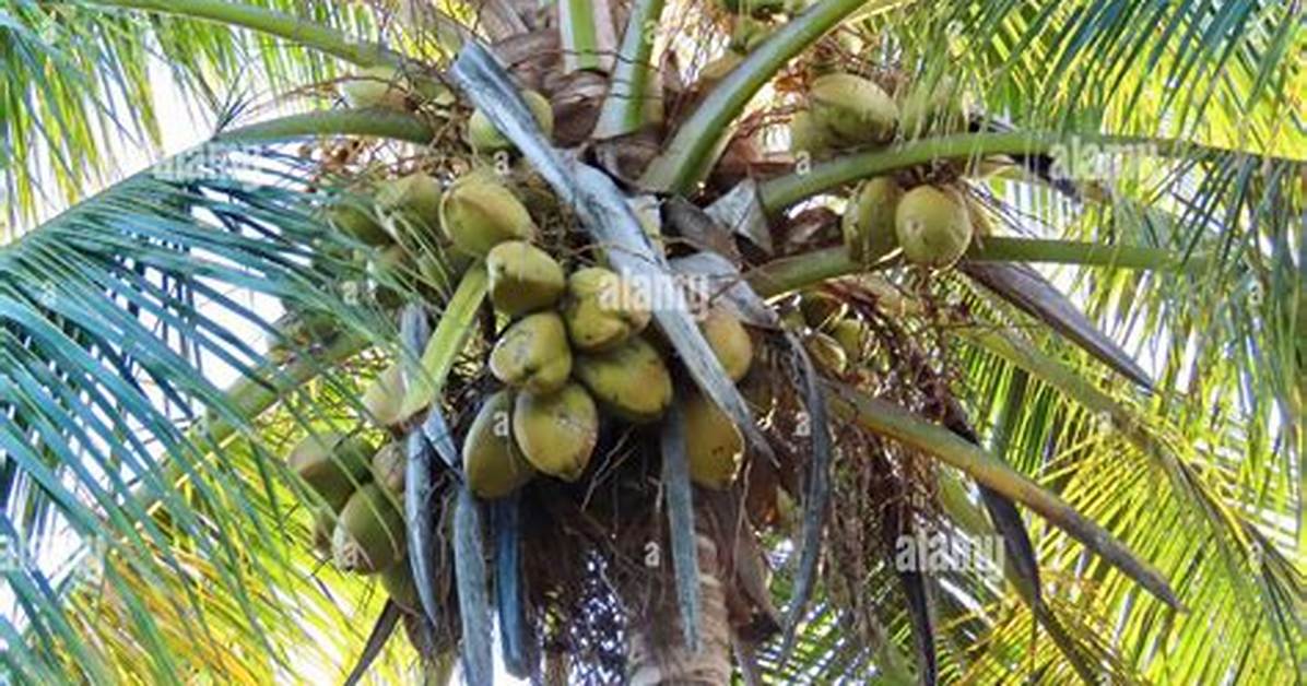 Coco Meaning