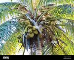 Coco Meaning