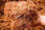 Coconut Mulch