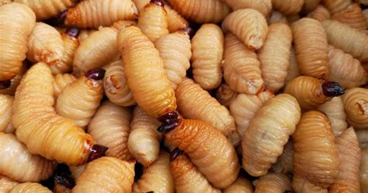 Coconut Worms