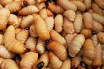 Coconut Worms