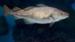Codfish