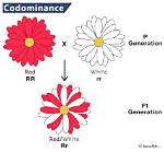 Codominant Alleles