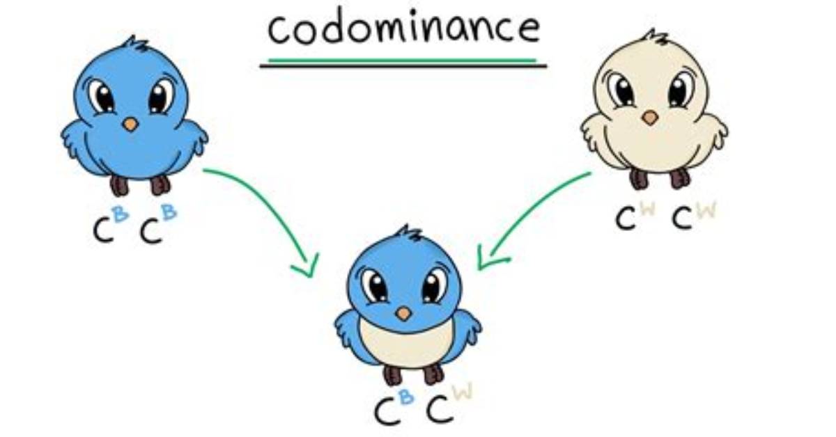 Codominant Trait