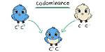 Codominant Trait