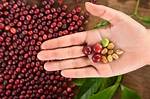 Coffee Berry