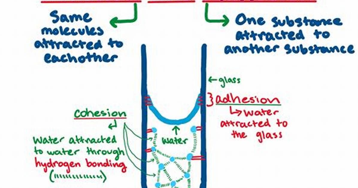 Cohesion Water
