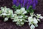 Coleus Caninus