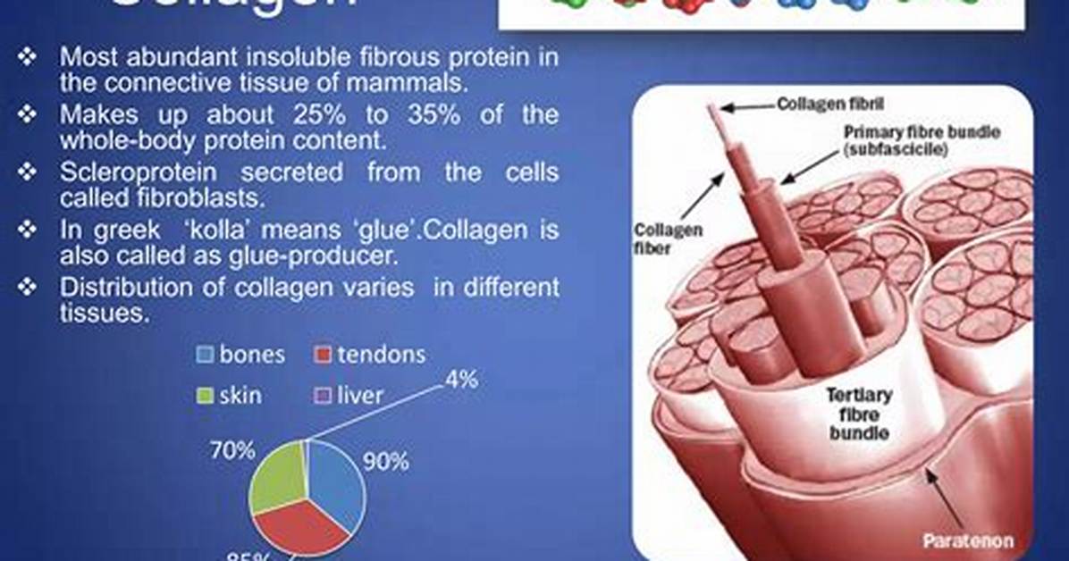 Collagen Fibers Function