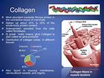 Collagen Fibers Function