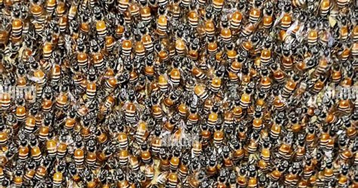 Colony Insects