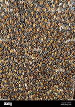 Colony Insects