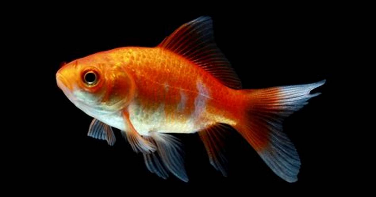 Comet Goldfish
