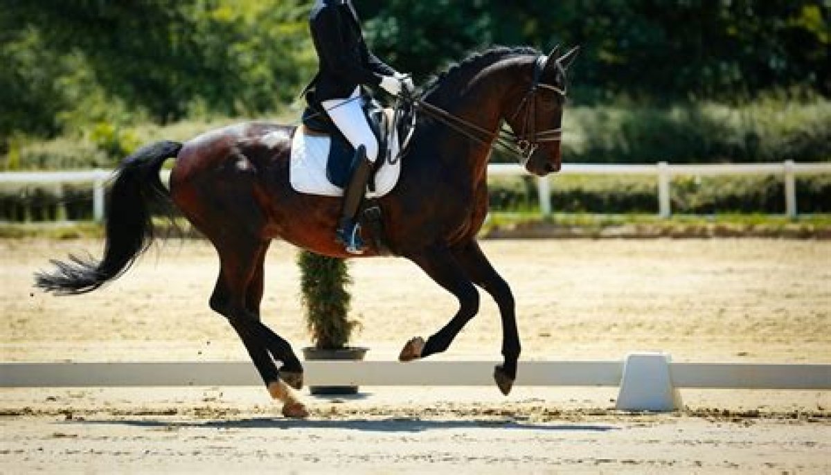 Command That Halts a Horse