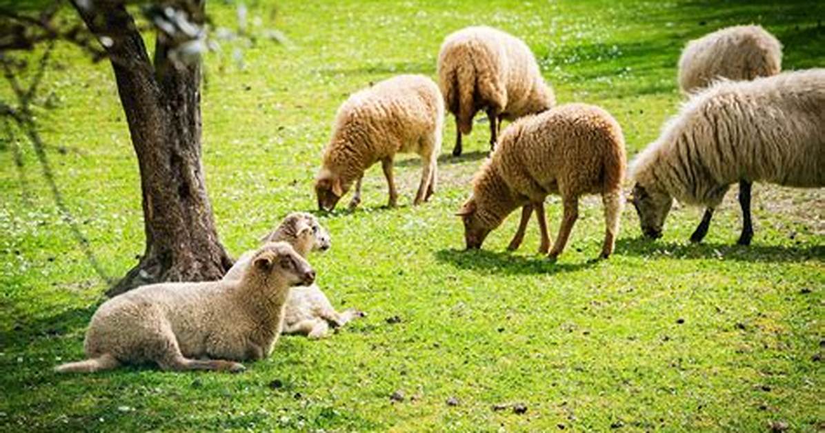 Comment from a Sheep