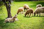 Comment from a Sheep