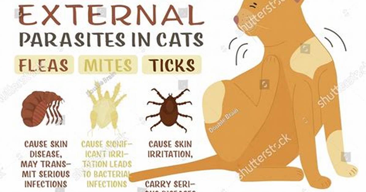 Common Cat Bugs