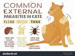 Common Cat Bugs