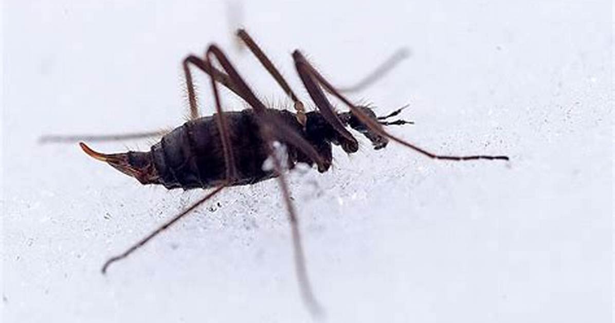 Common Winter Bug
