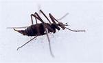Common Winter Bug