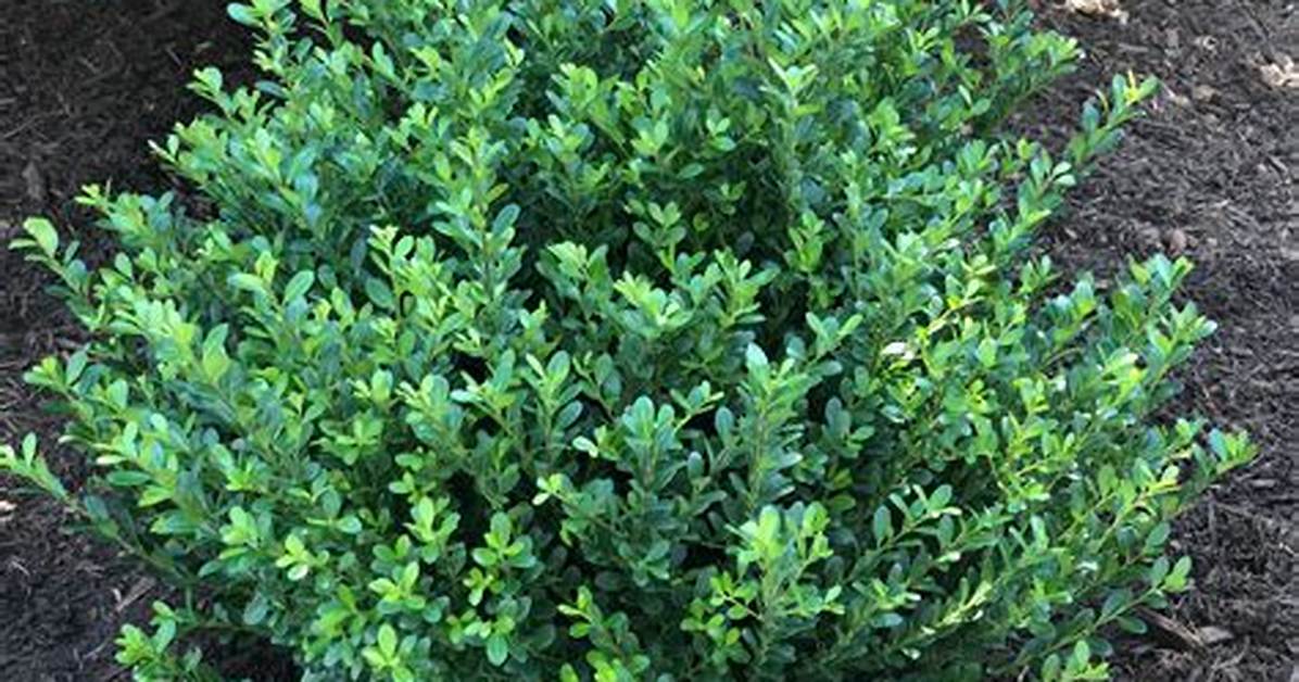 Compacta Holly