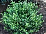 Compacta Holly