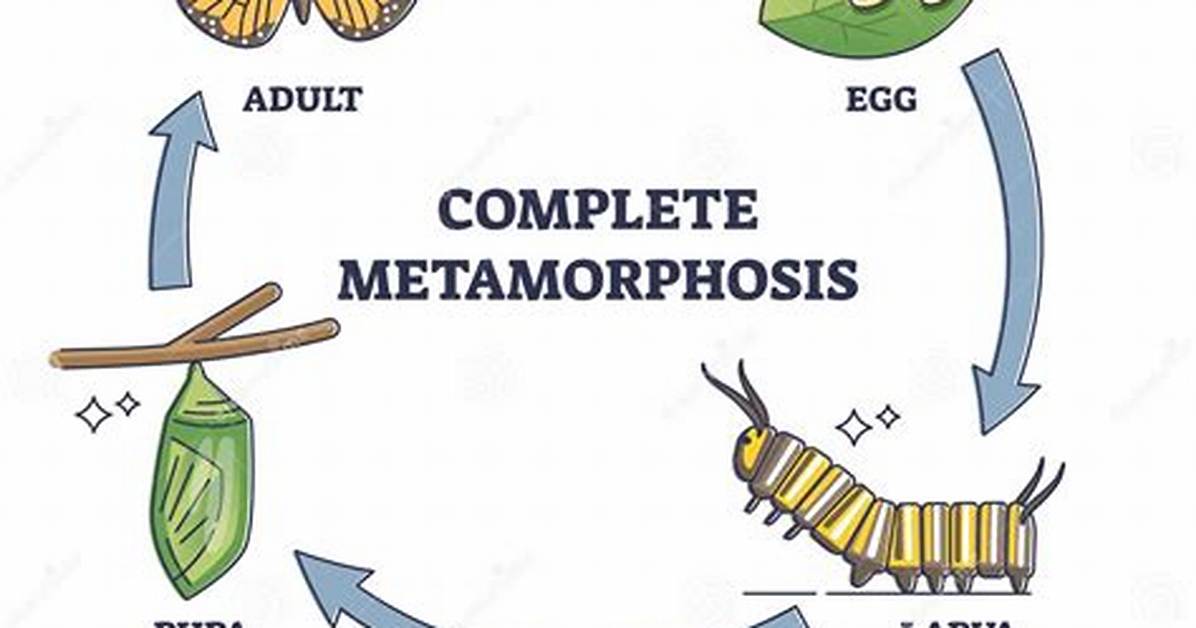 Complete Metamorphosis