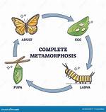 Complete Metamorphosis