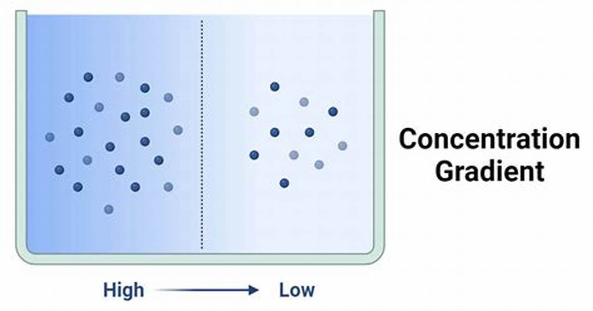 Concentration Gradient Definition