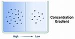 Concentration Gradient Definition