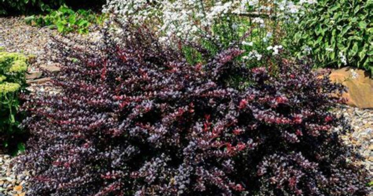 Concorde Barberry
