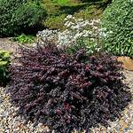 Concorde Barberry