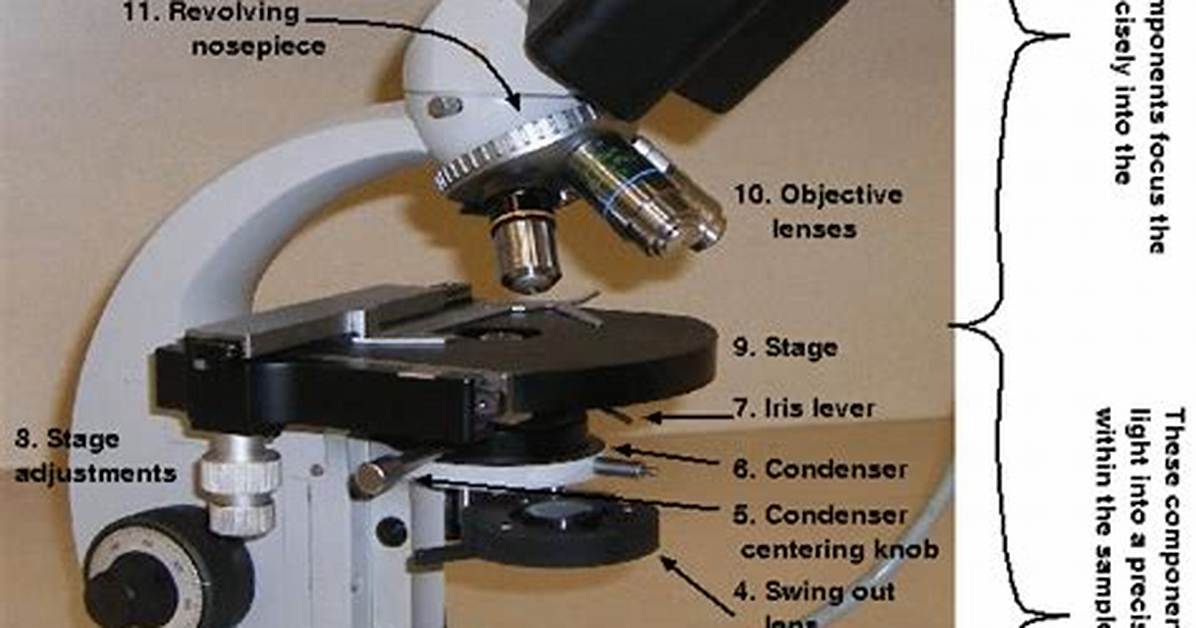 Condenser on Microscope