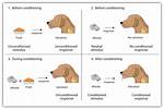 Conditioned Stimulus Example