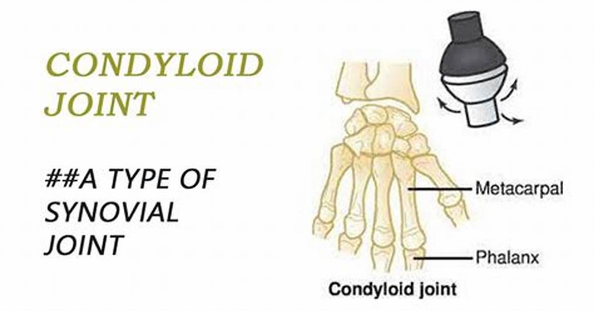 Condyloid Joint Example