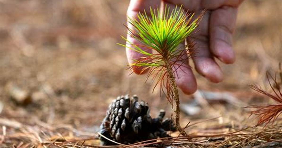 Cone-Dropping Tree