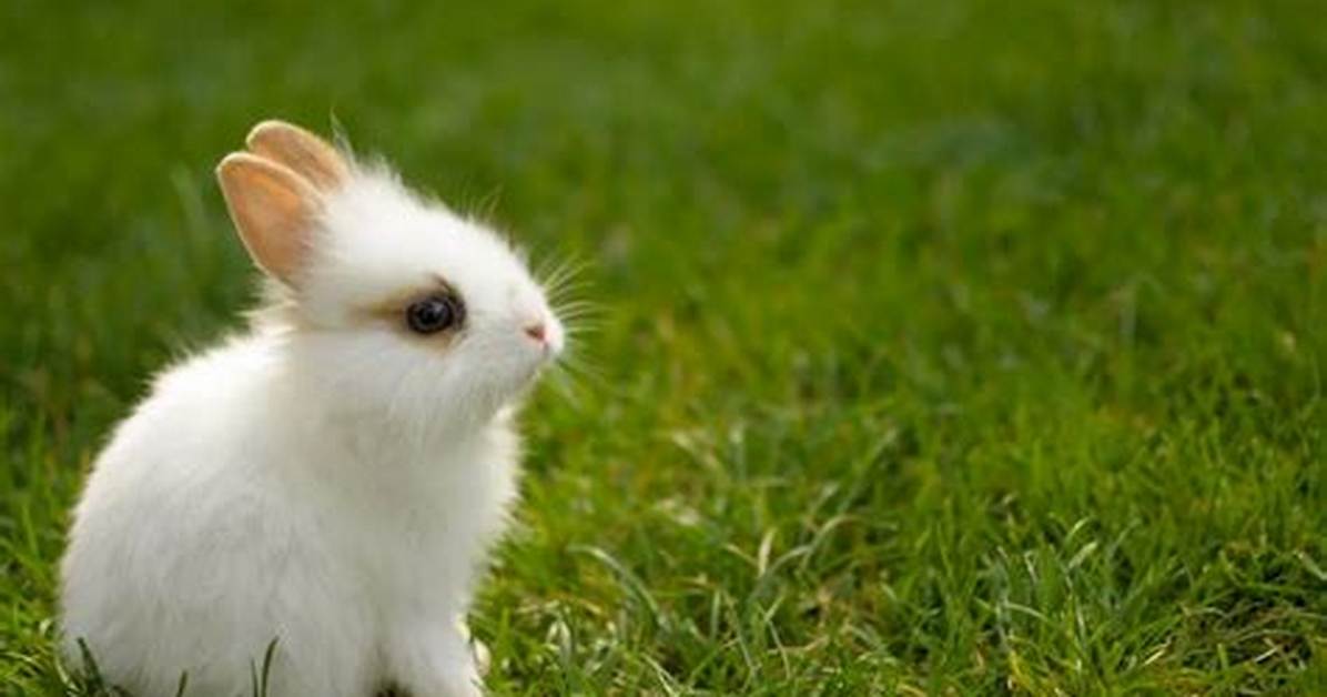 Conejo
