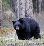 Coniferous Forest Animals