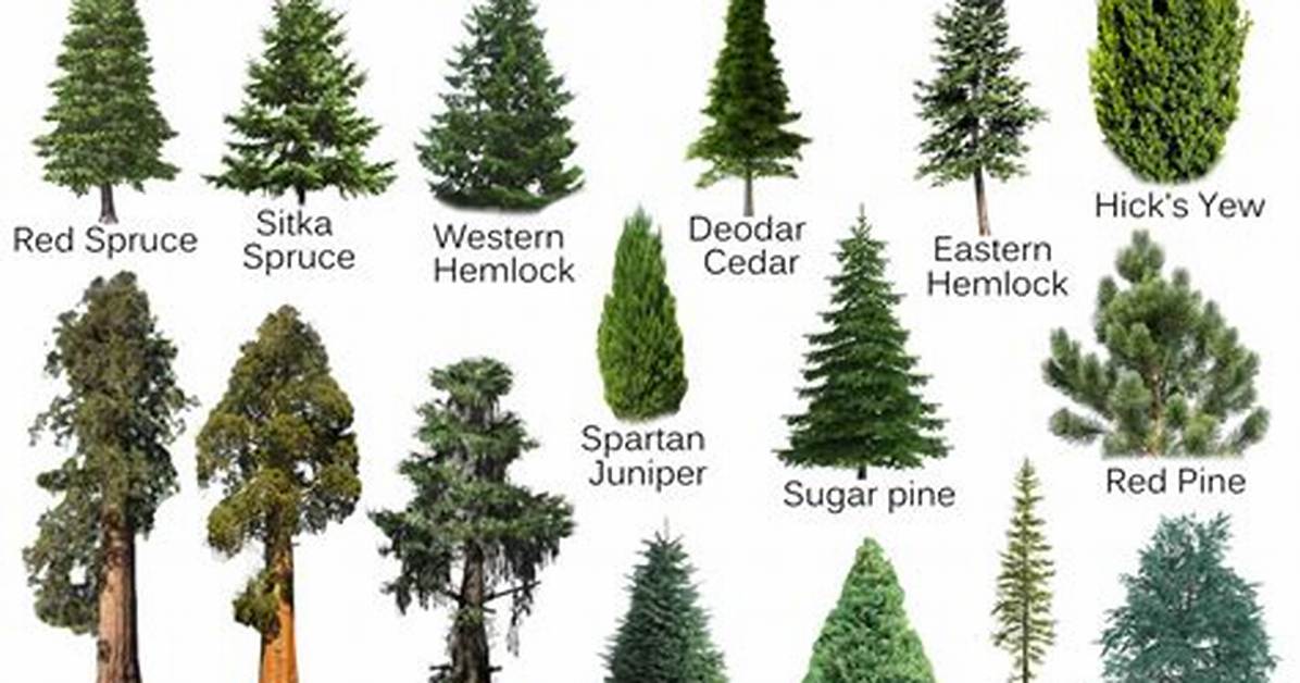 Coniferous Meaning