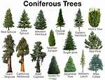 Coniferous Meaning