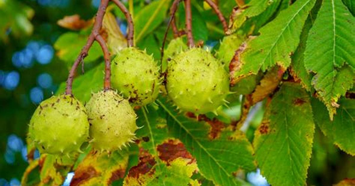 Conker Tree