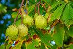 Conker Tree