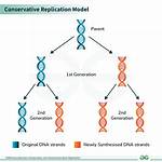 Conservative Dna Replication