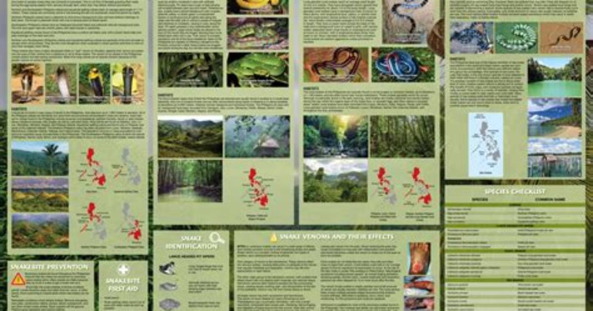 Constrictive Snake